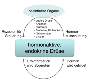 Grafik eines Kreislaufs einer hormonaktiven Drüse, Endokrinologie der Uniklinik Rostock 
