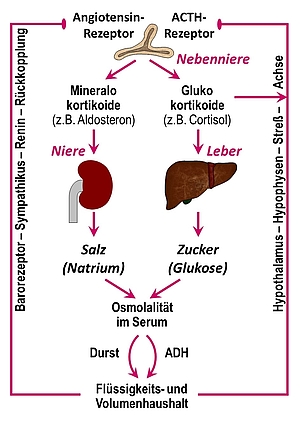 Grafik Salz- und Zuckerhaushalt, Endokrinologie der Uniklinik Rostock