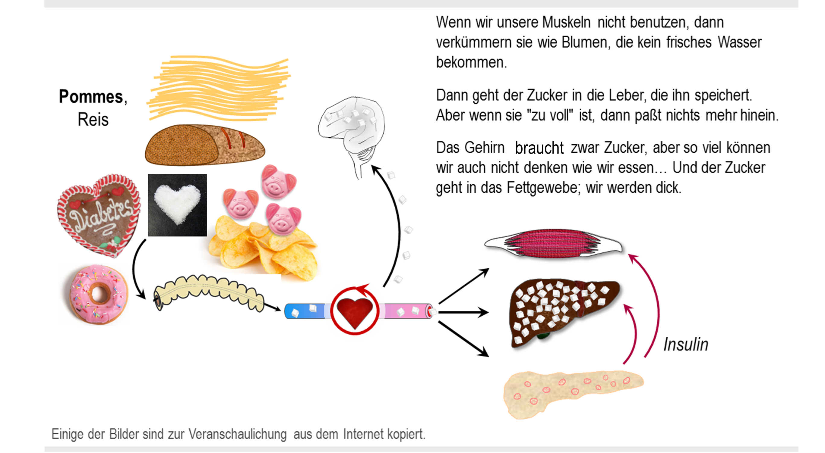 Diabetes Mellitus (Zuckerkrankheit) – Sektion Endokrinologie Und ...